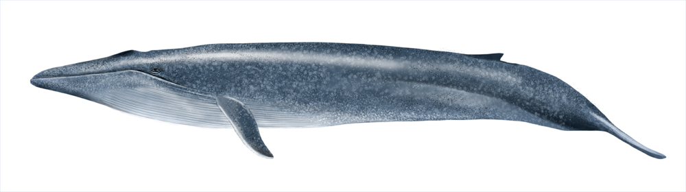 BLUE WHALE Balaenoptera musculus